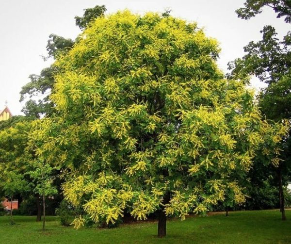 Golden Rain Tree Pride of India