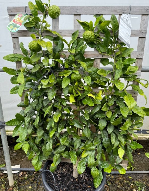 Kaffir Lime Espalier