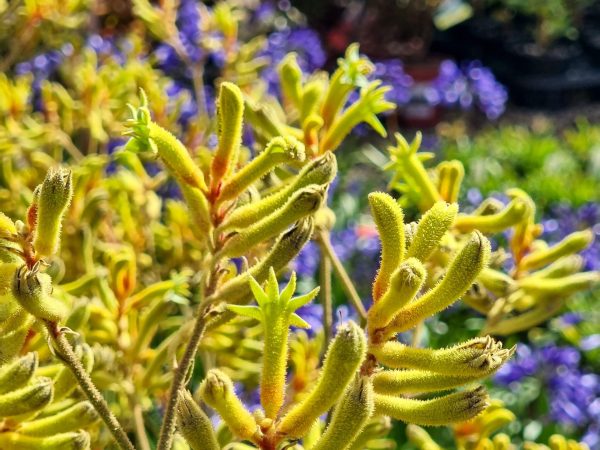 Kangaroo Paw Landscape Gold