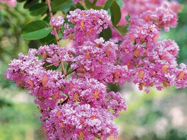 Crepe Myrtle Biloxi