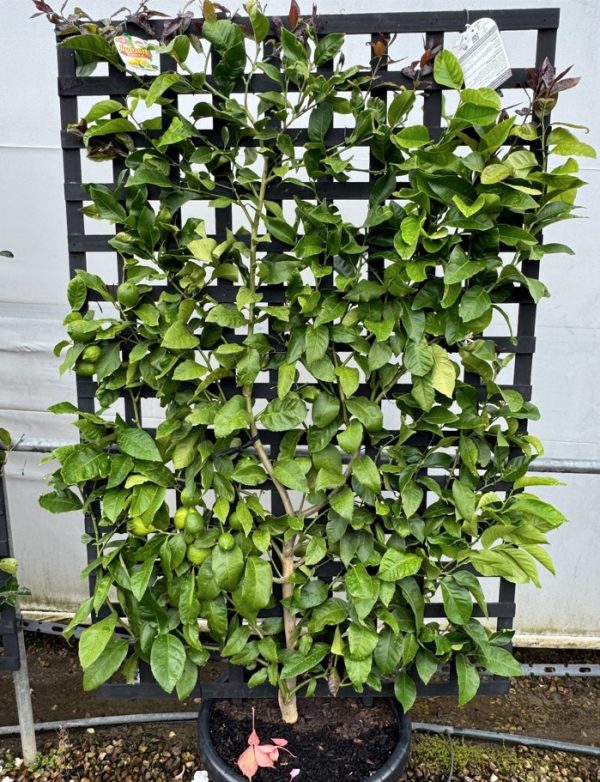 Lemon Tree Espalier 50cm