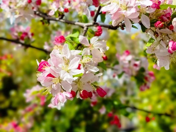 Japanese Flowering Crabapple