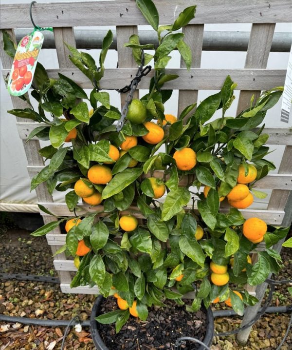 Seedless Japanese Mandarin Espalier