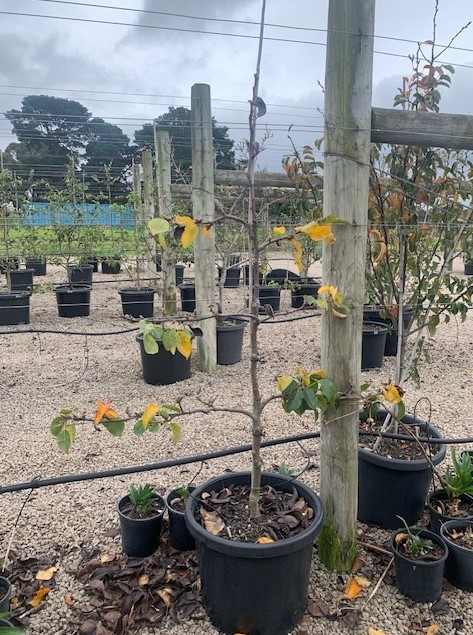 Nashi Pear Espalier Tree 50cm Pot