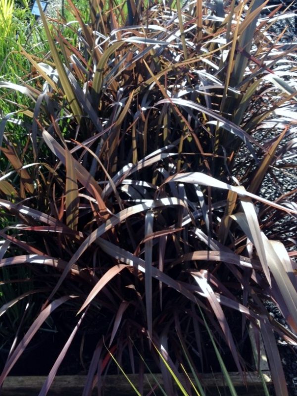 Purple New Zealand Flax