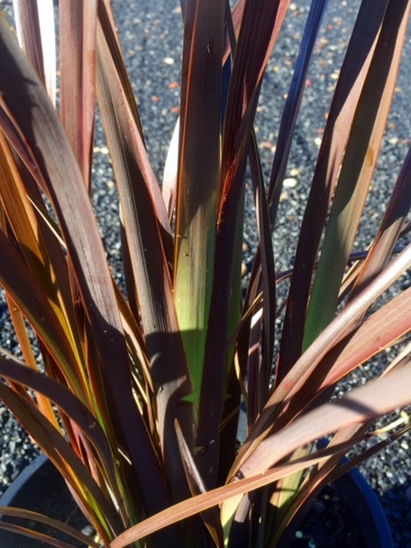 Phormium Bronze Warrior