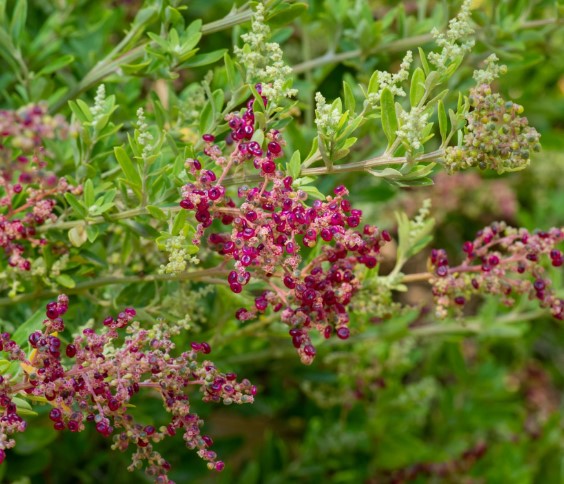 Seaberry Saltbush