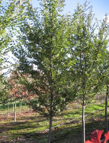 Ulmus parvifolia Burnley Select Chinese Elm