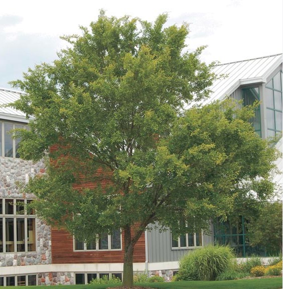 Ulmus parvifolia Murrays Form Chinese Elm