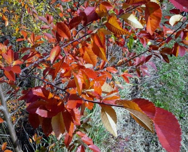 Chinese Elm (Red Emporer)