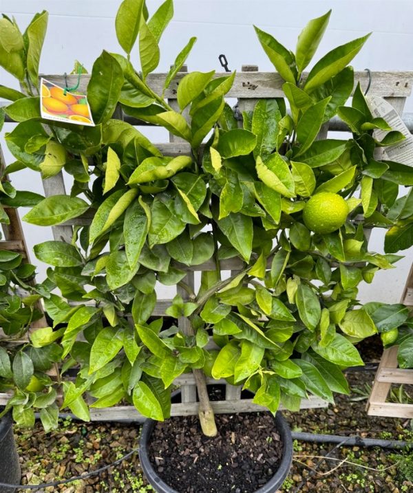 Valencia Orange Tree Espalier