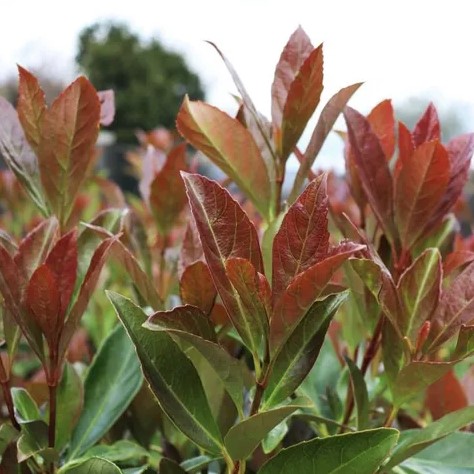 Sweet Viburnum Copper Top