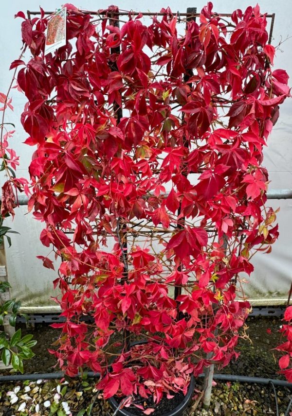 Virginia Creeper Espalier