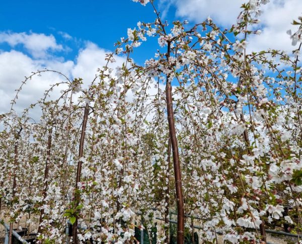 Japanese Cherry Falling Snow
