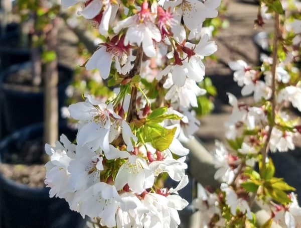Weeping Cherry White Flower