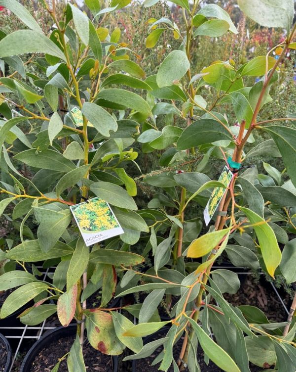 Acacia Golden Wattle