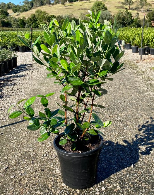 Feijoa