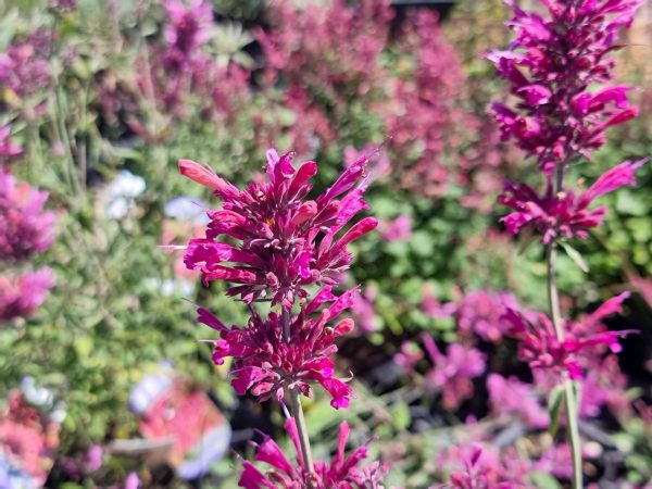 Agastache Giant Hysopp Sweet Lili