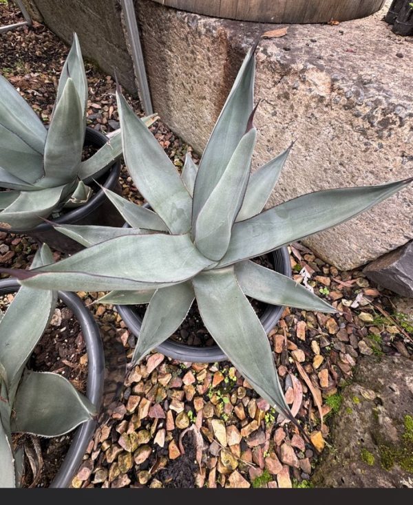 Agave Sharkskin