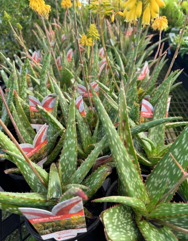 Aloe Mighty Gold