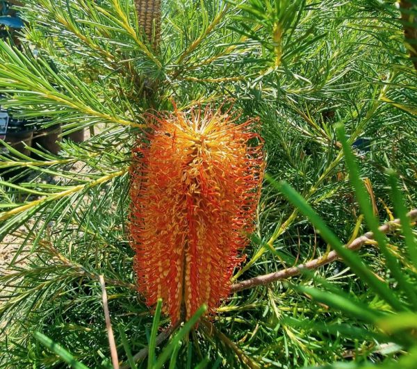 Banksia Bird Song