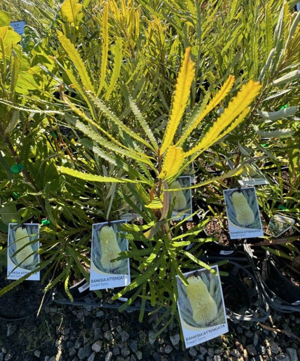 Candlestick Banksia attenuata