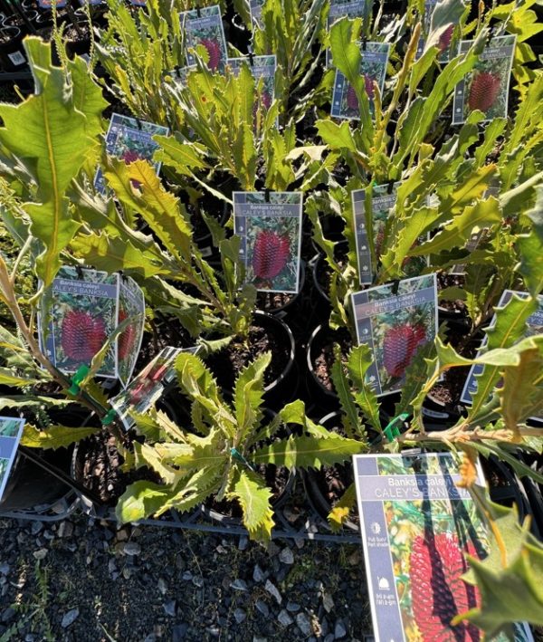 Red Lantern Banksia caleyi