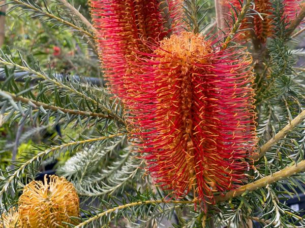 Banksia