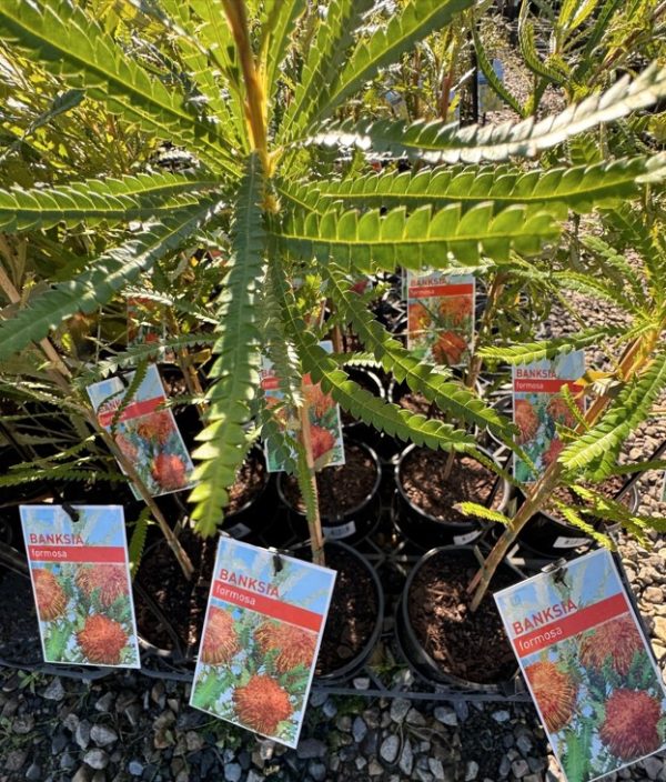 Showy Dryandra Banksia formosa