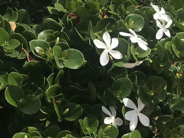 Natal Plum Desert Star