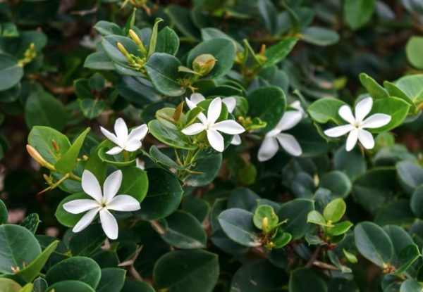 Natal Plum Green Carpet