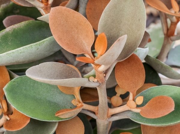 Copper Spoons Kalanchoe