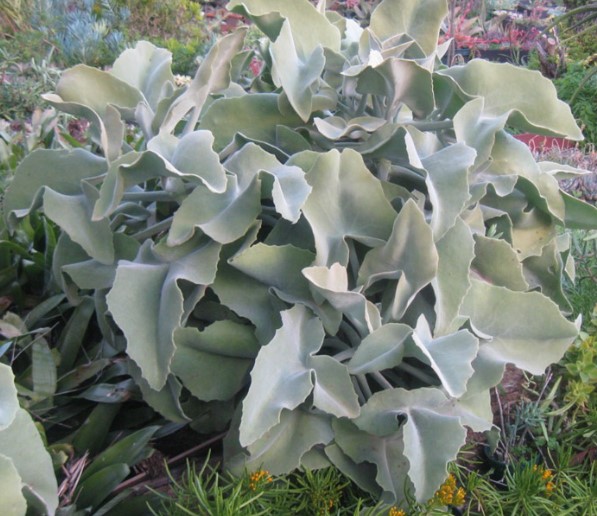 Elephants Ear Kalanchoe beharensis Drake
