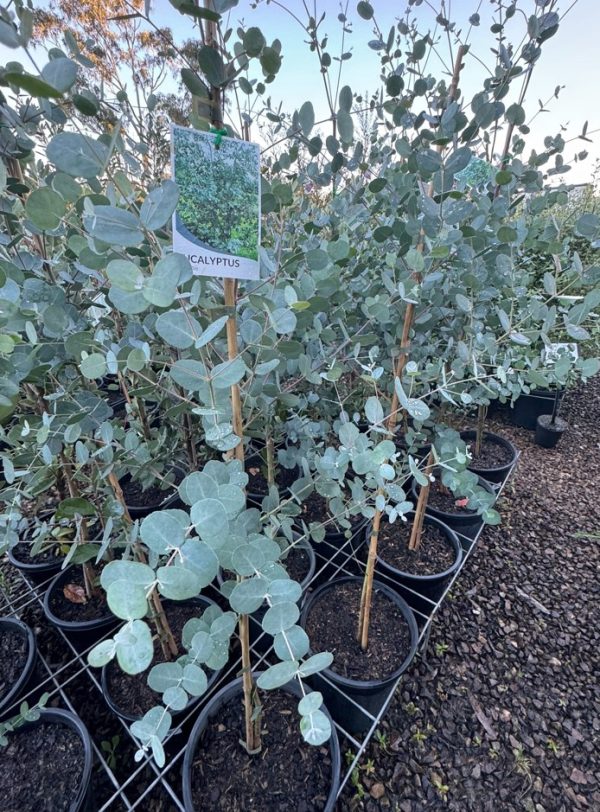 Cider Gum Eucalyptus gunnii 25cm