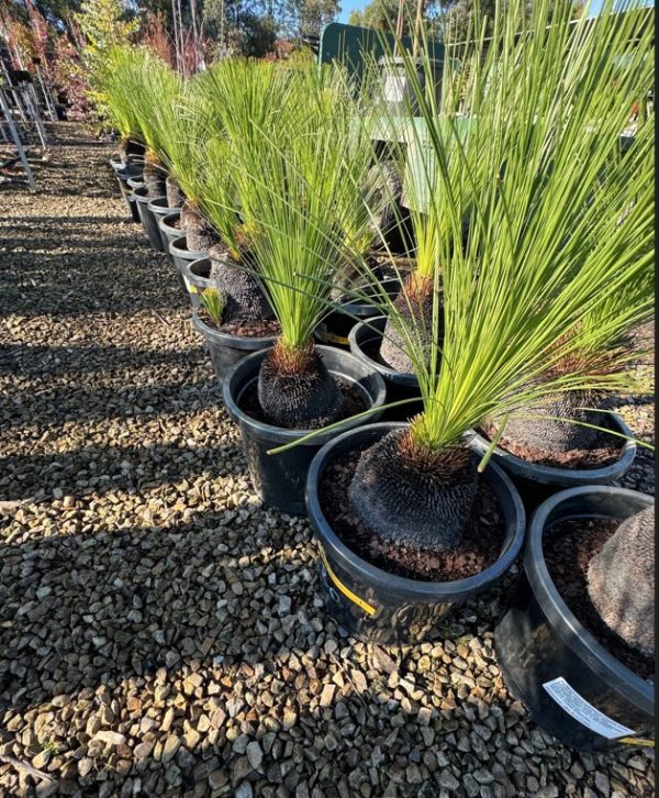 Grass Trees 20cm Pots