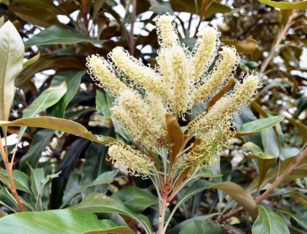 White Oak Grevillea baileyana