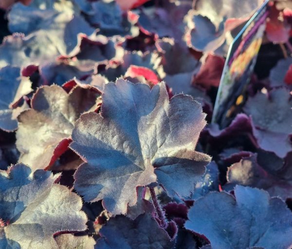 Heuchera Black Forest Cake