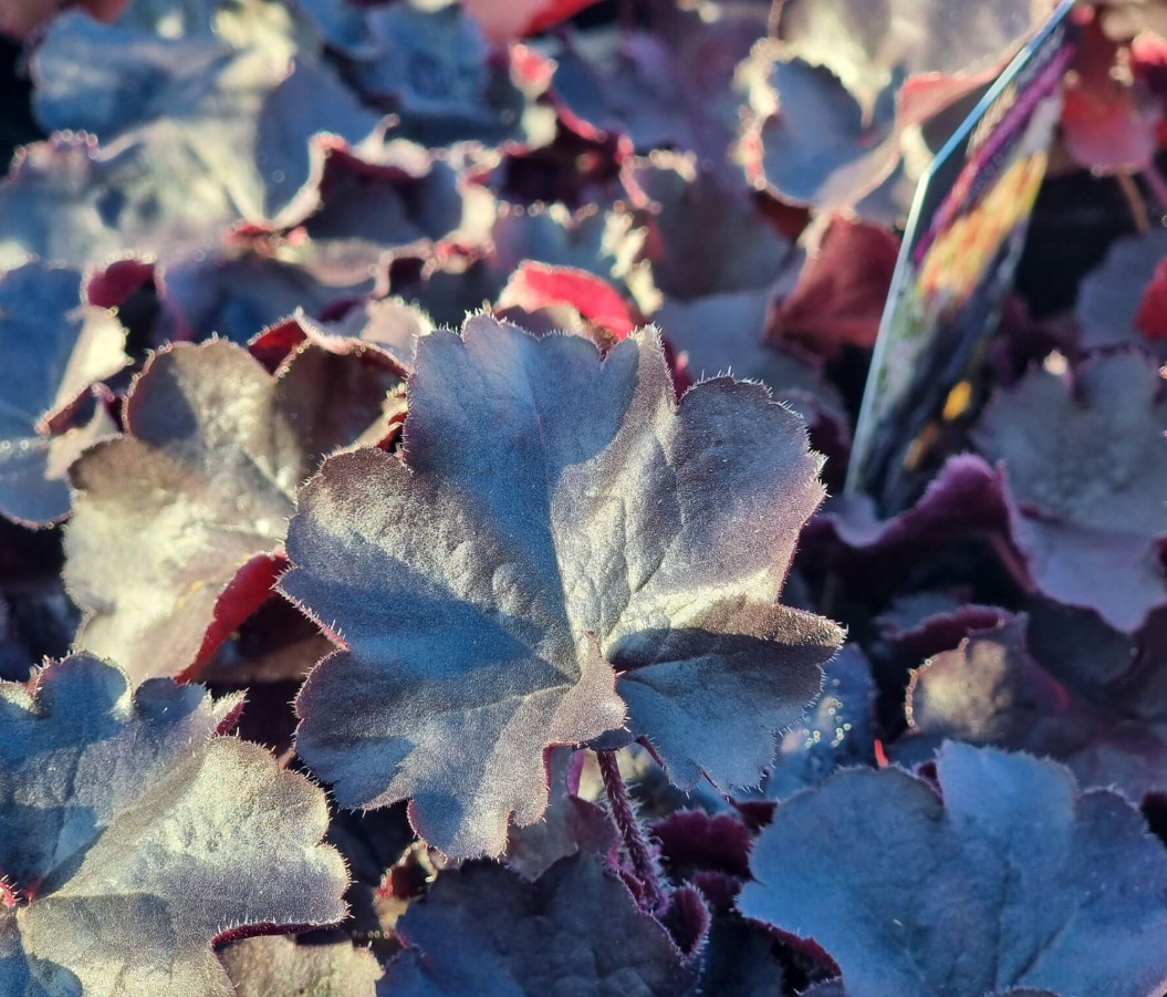 Heuchera Black Forest Cake