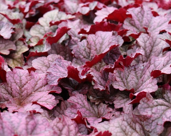 Heuchera Berry Smoothie