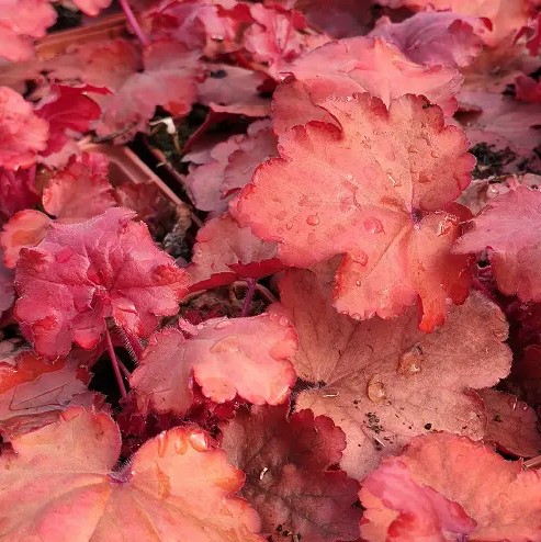 Heuchera Fire Alarm