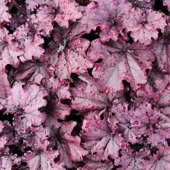 Heuchera Forever Purple