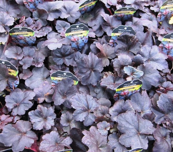 Heuchera Obsidian
