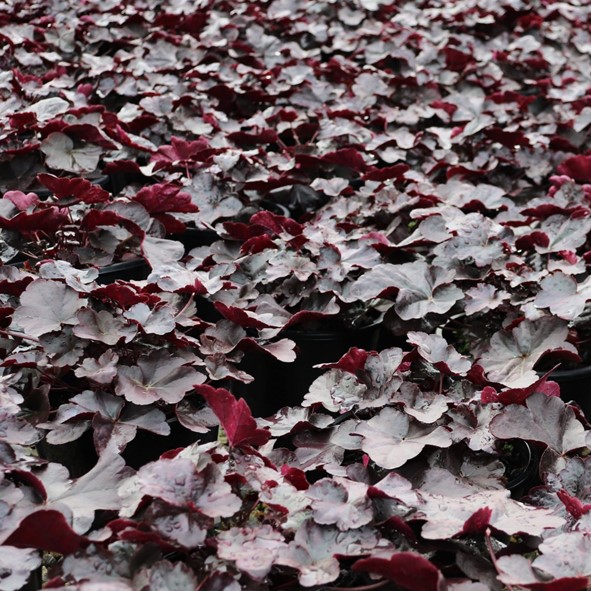 Heuchera Obsidian