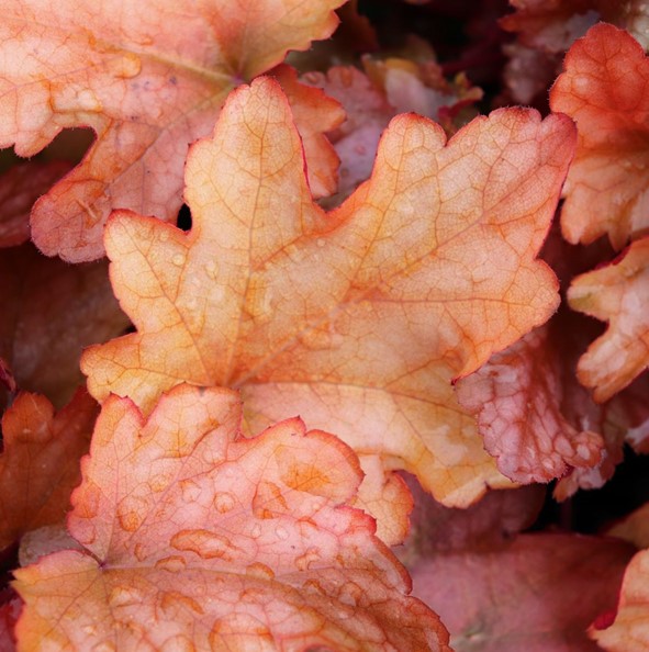 Heuchera Peach Flambe