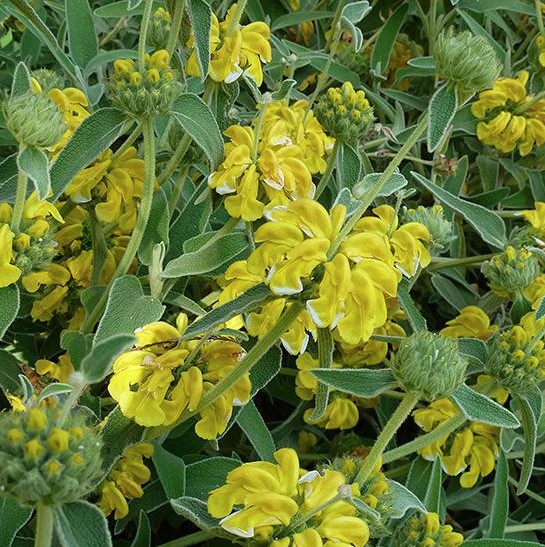 Jerusalem Sage Phlomis fruticosa