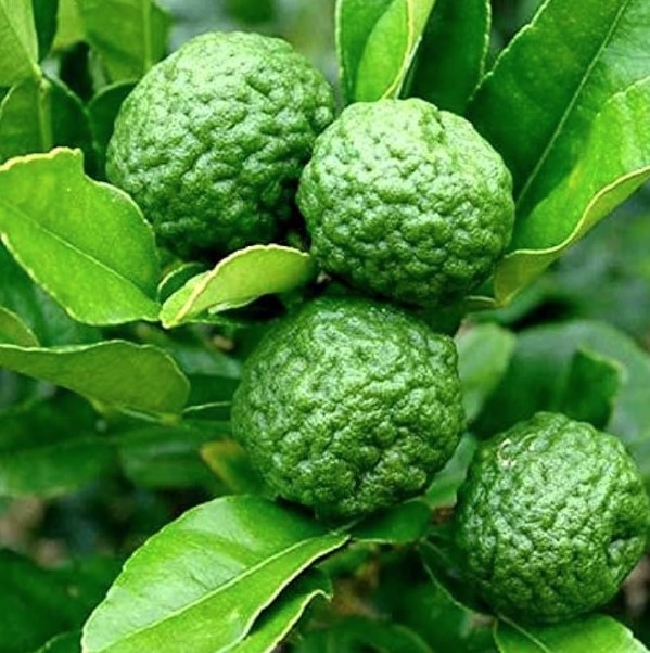Citrus Trees
