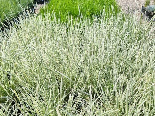 Lomandra White Sands