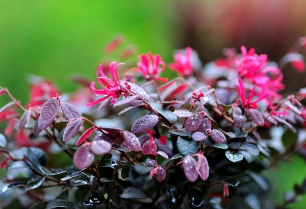 Chinese Fringe Flower Little China Ruby