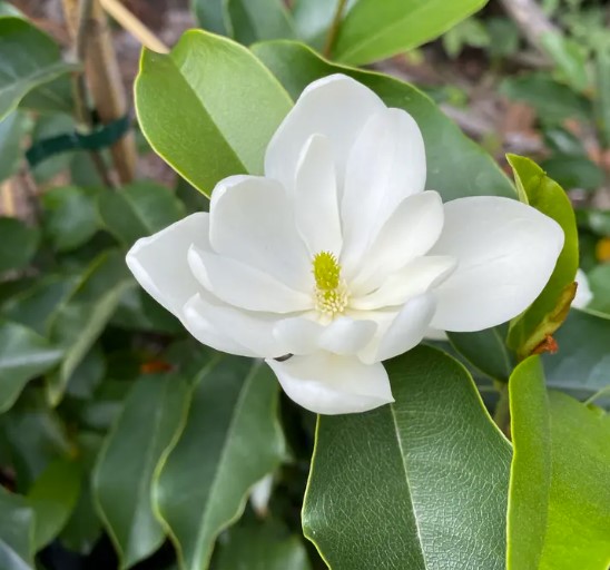 Magnolia Inspiration