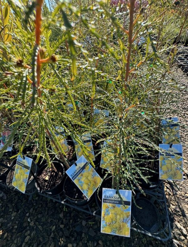 Banksia polycephala